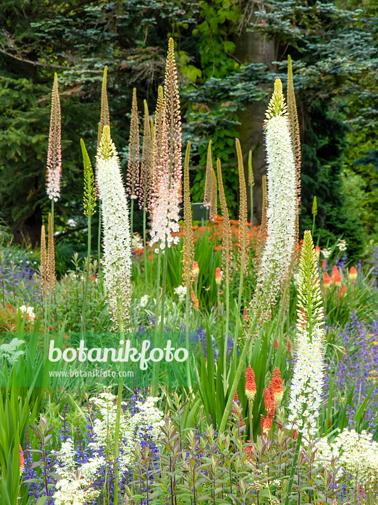 426070 - Foxtail lily (Eremurus himalaicus)