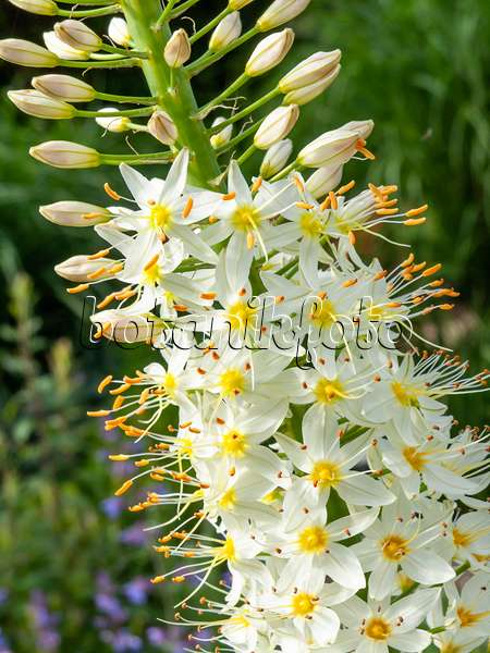 426072 - Foxtail lily (Eremurus himalaicus)