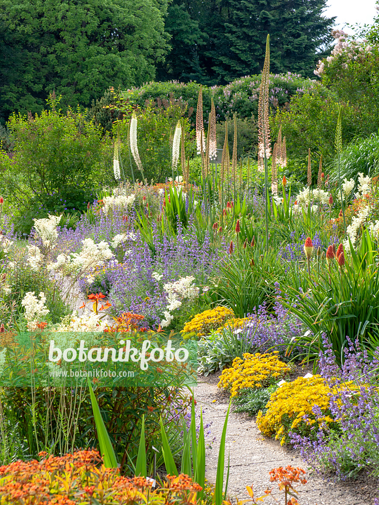 426075 - Foxtail lily (Eremurus himalaicus)