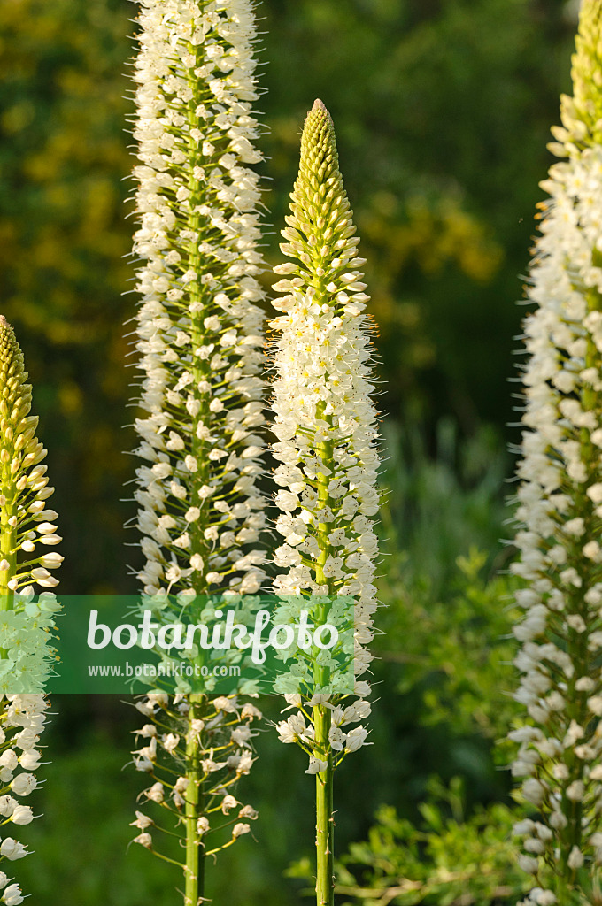 472253 - Foxtail lily (Eremurus himalaicus)