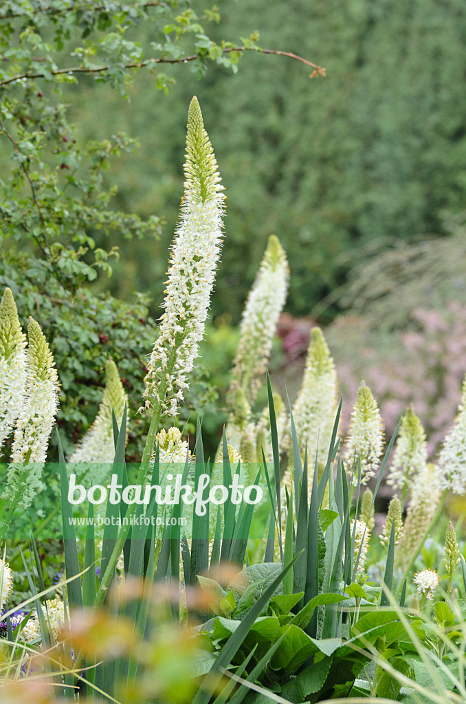 508217 - Foxtail lily (Eremurus himalaicus)