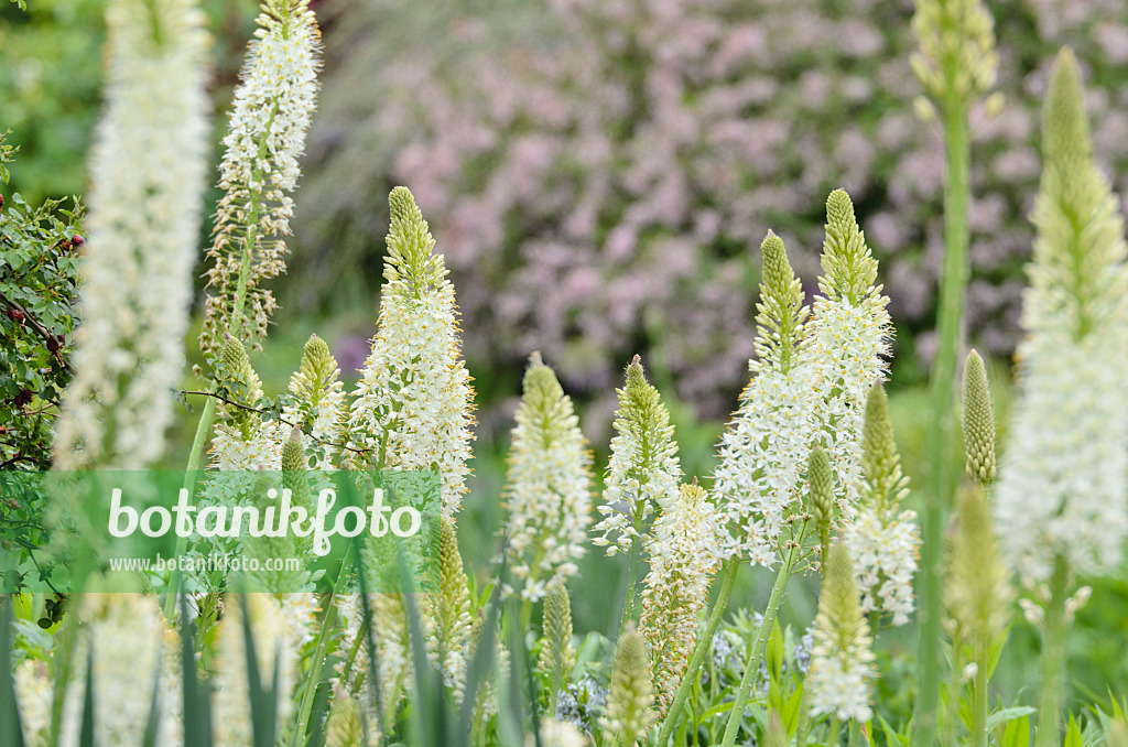 508219 - Foxtail lily (Eremurus himalaicus)