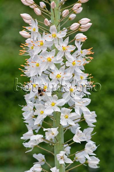 545093 - Foxtail lily (Eremurus robustus)