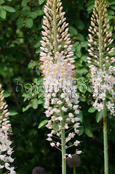 545094 - Foxtail lily (Eremurus robustus)