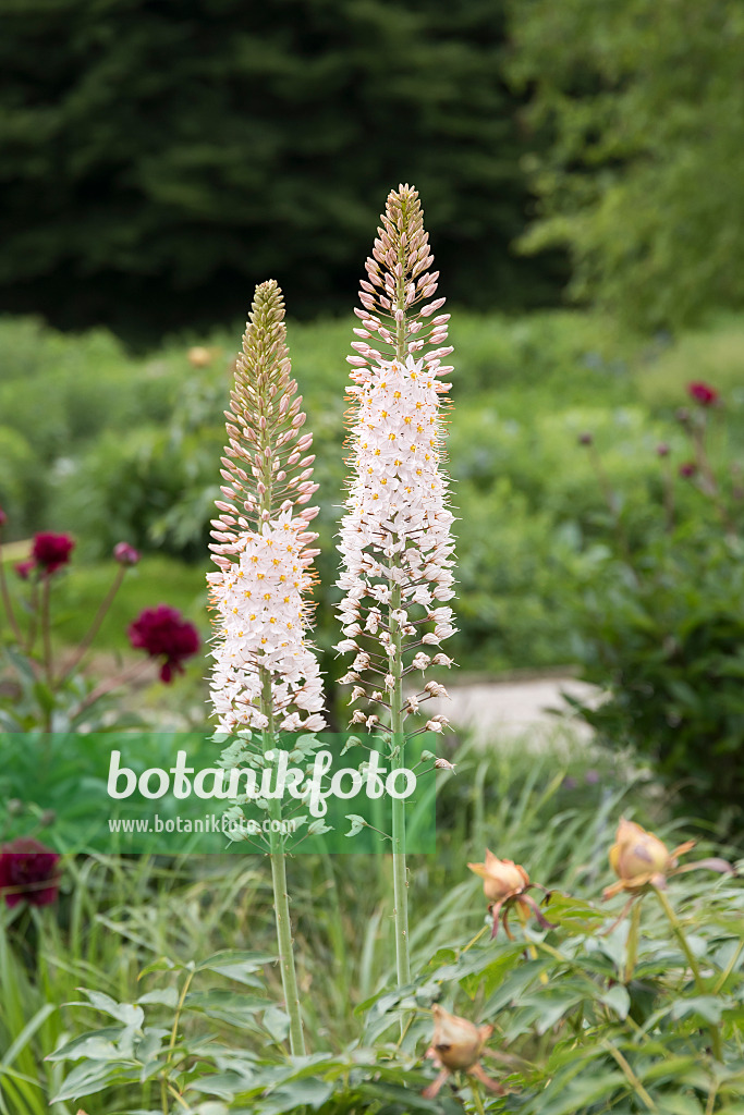 616387 - Foxtail lily (Eremurus robustus)