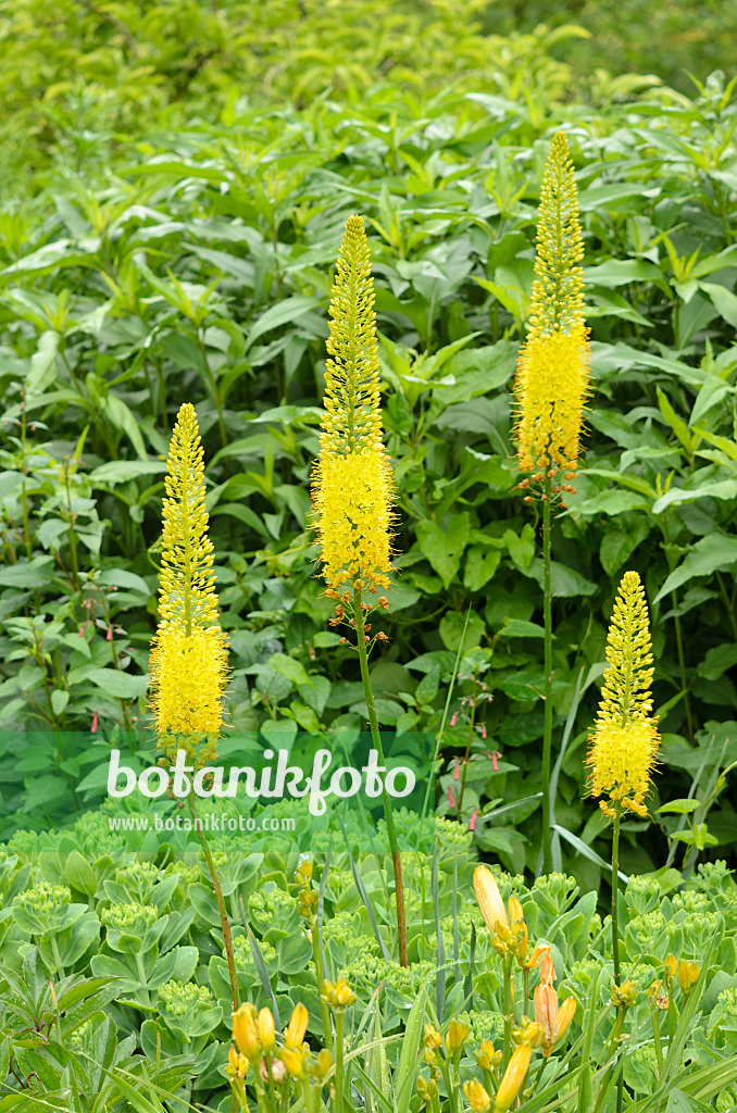 521461 - Foxtail lily (Eremurus stenophyllus)