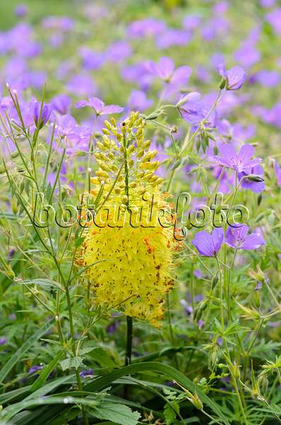 521449 - Foxtail lily (Eremurus stenophyllus) and cranesbill (Geranium)
