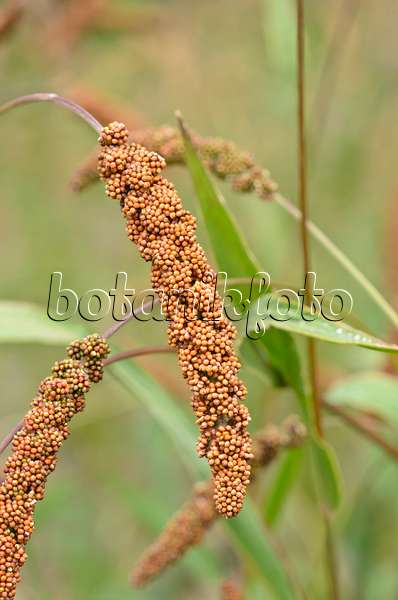534340 - Foxtail millet (Setaria italica 'Herbstfeuer')