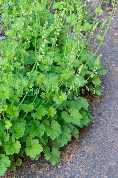 472165 - Fragrant fringecup (Tellima grandiflora)