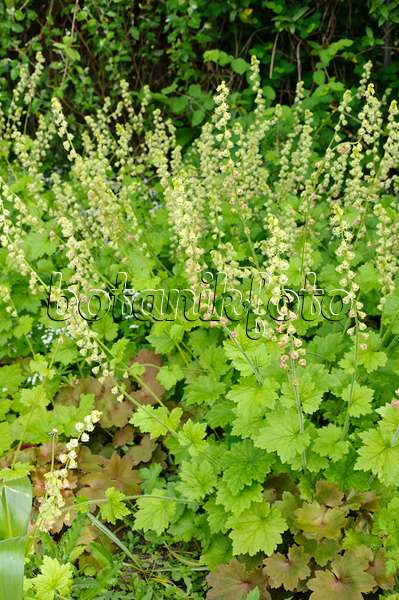 484235 - Fragrant fringecup (Tellima grandiflora)