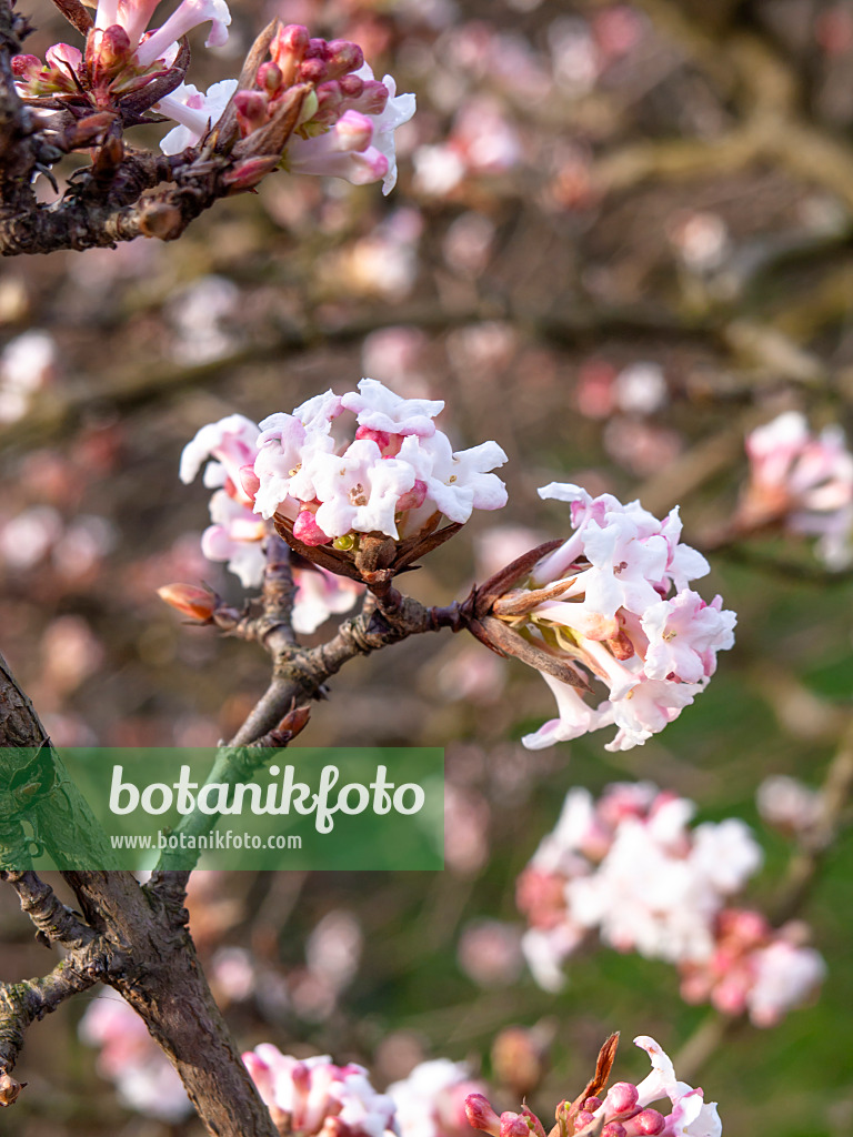 445024 - Fragrant viburnum (Viburnum farreri)