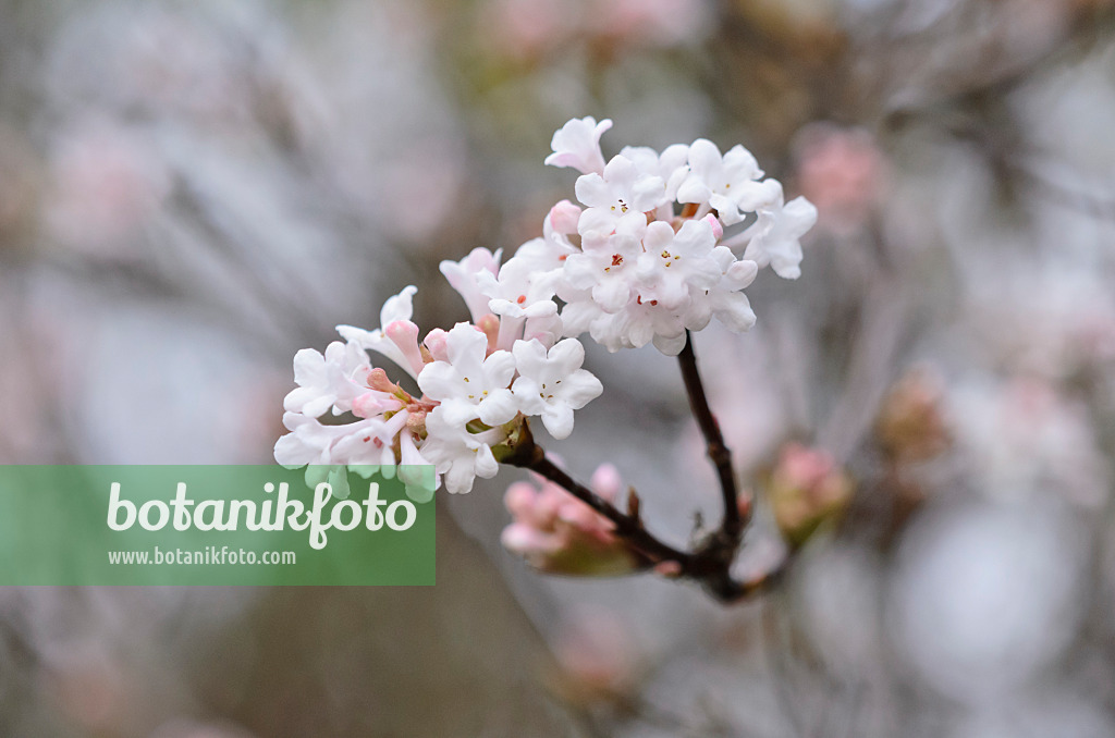 526003 - Fragrant viburnum (Viburnum farreri)