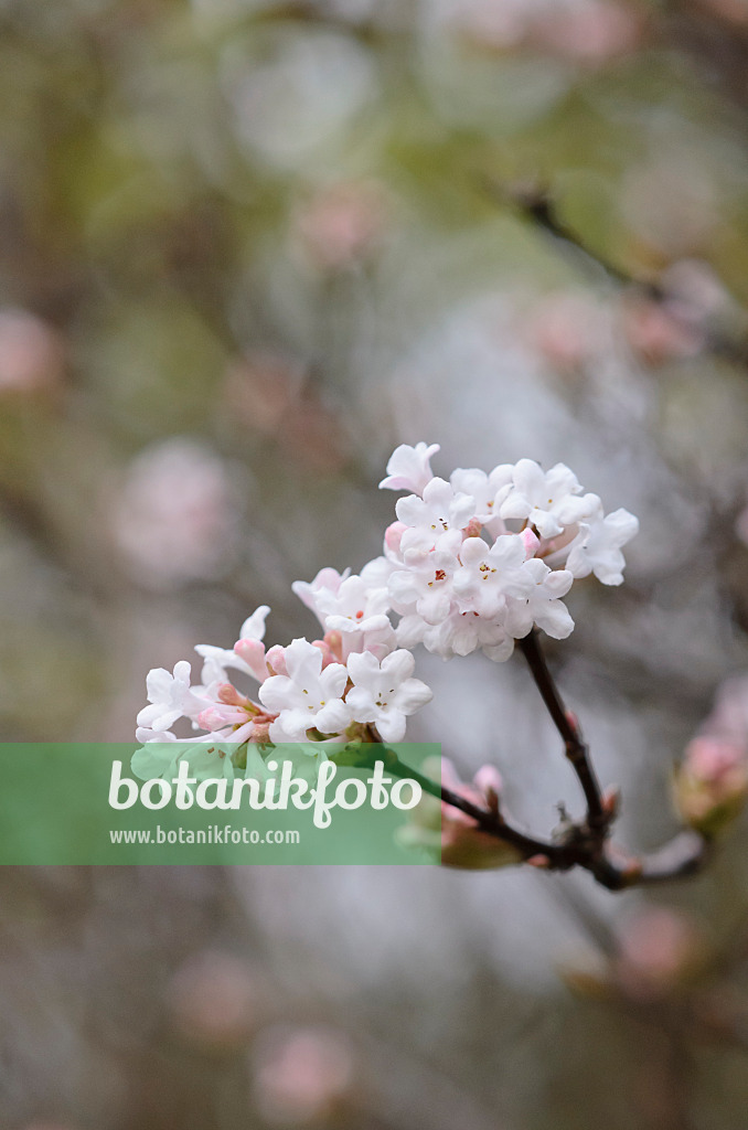 526004 - Fragrant viburnum (Viburnum farreri)