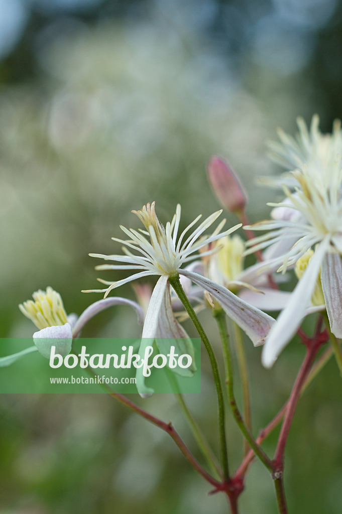 510120 - Fragrant virgin's bower (Clematis flammula)