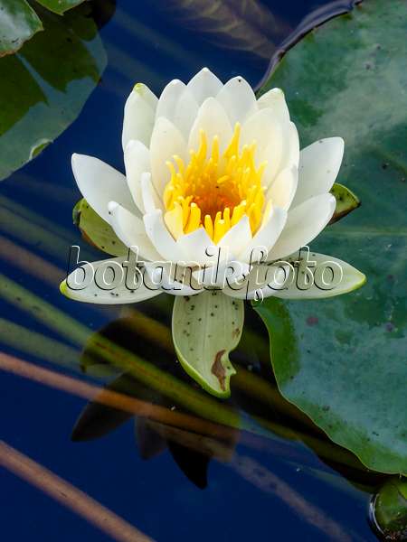 450034 - Fragrant water lily (Nymphaea odorata)