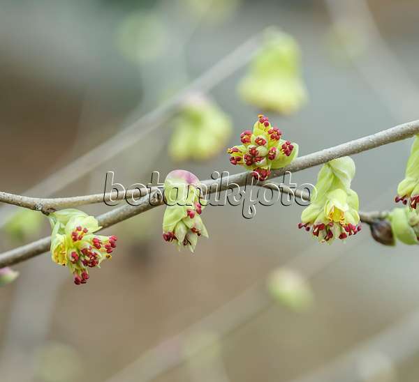 558087 - Fragrant winter hazel (Corylopsis glabrescens)