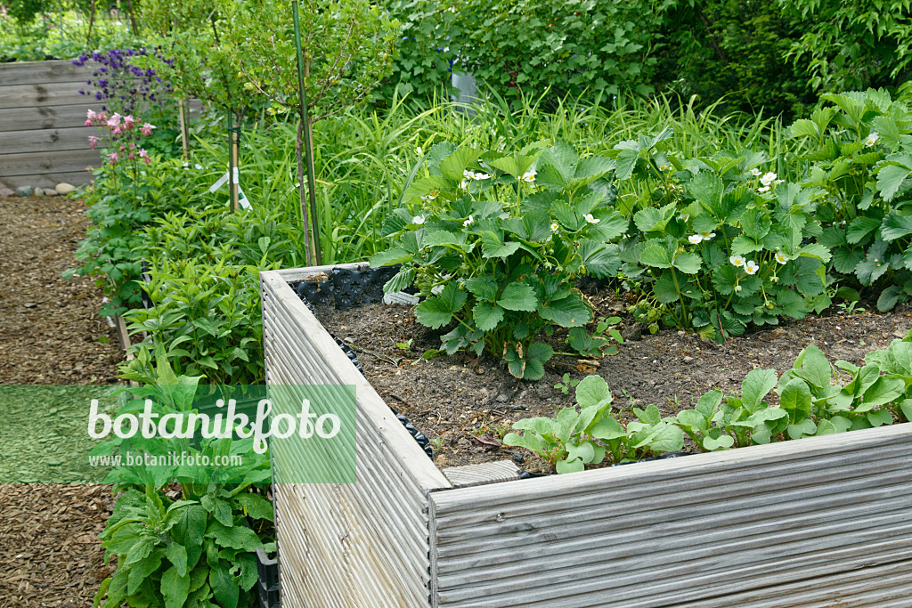 556056 - Fraisiers cultivés (Fragaria x ananassa) dans un potager surélevé