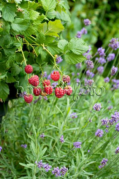 616128 - Framboisier (Rubus idaeus 'Ruby Beauty')