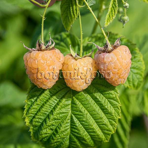 607197 - Framboisier (Rubus idaeus 'Twotimer Gelbe Sugana')