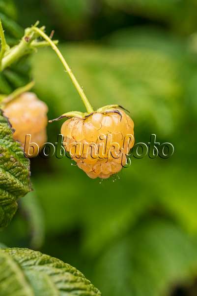 635155 - Framboisier (Rubus idaeus 'Twotimer Gelbe Sugana')