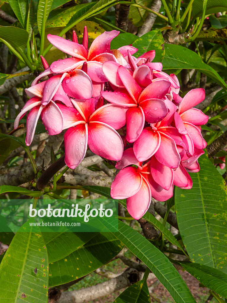 411020 - Frangipanier rouge (Plumeria rubra)