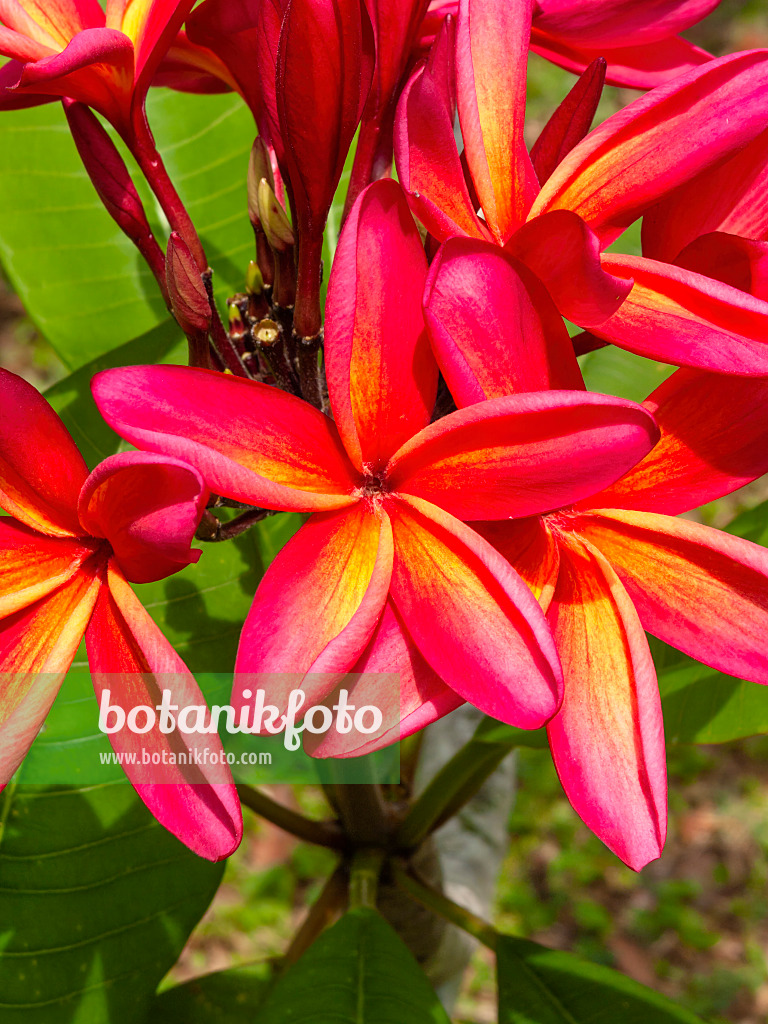 411176 - Frangipanier rouge (Plumeria rubra)