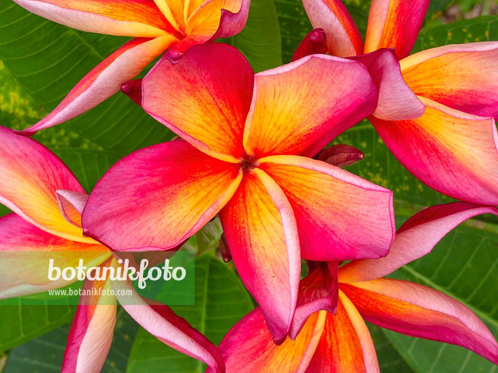 411177 - Frangipanier rouge (Plumeria rubra)