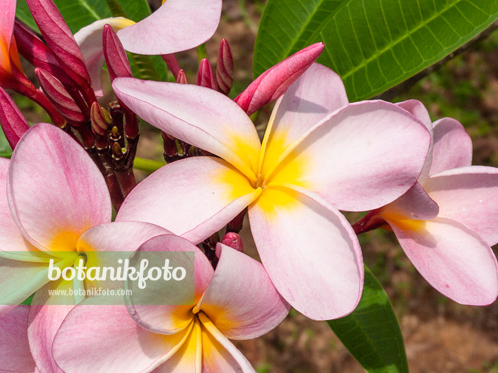 411178 - Frangipanier rouge (Plumeria rubra)