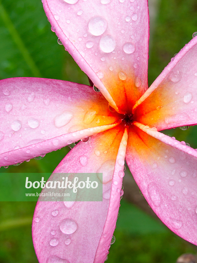 434042 - Frangipanier rouge (Plumeria rubra)