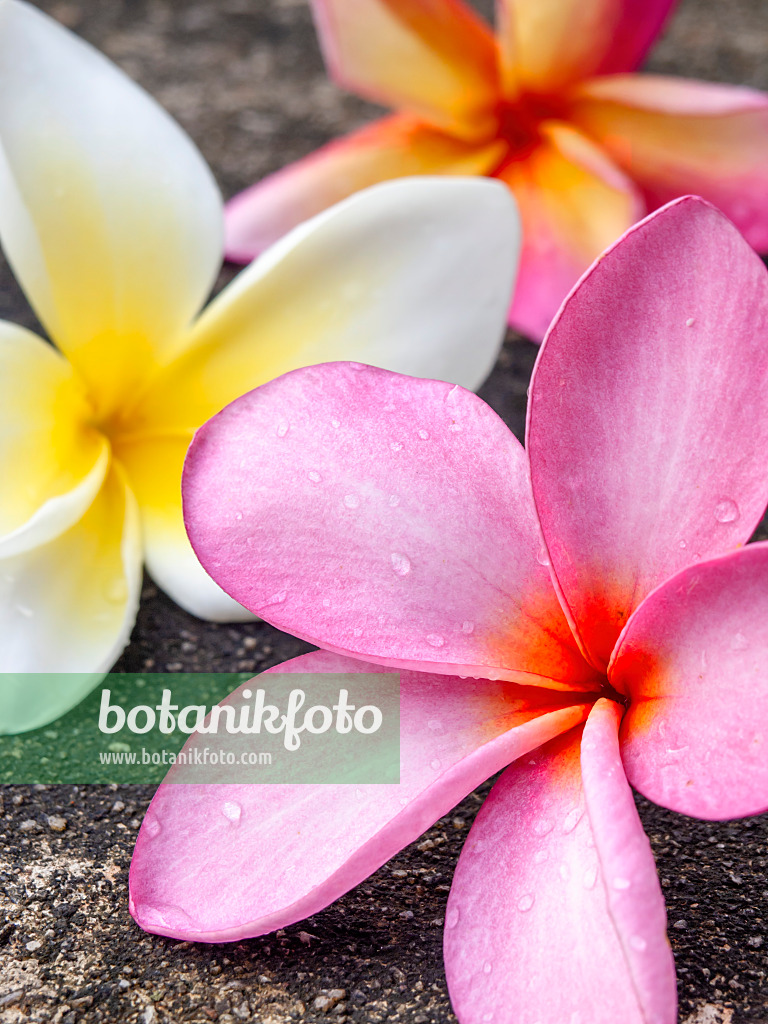 434044 - Frangipanier rouge (Plumeria rubra)