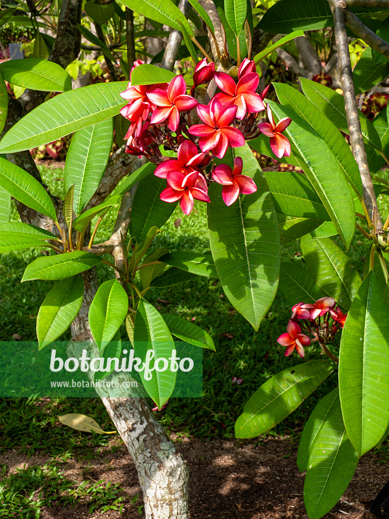 434163 - Frangipanier rouge (Plumeria rubra)