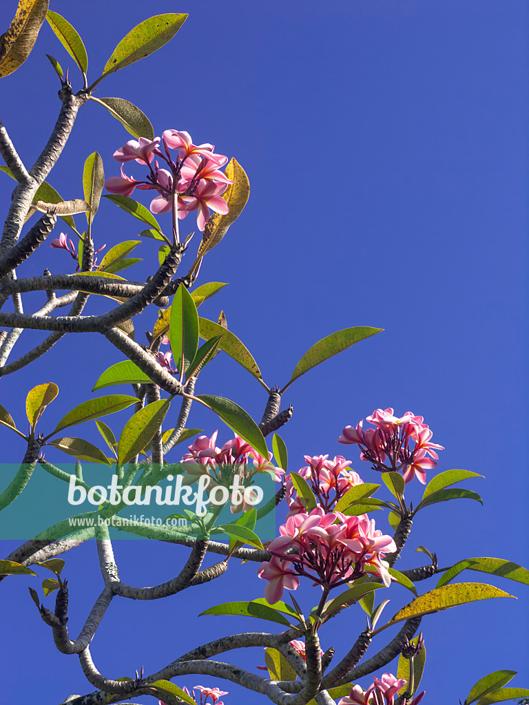 434377 - Frangipanier rouge (Plumeria rubra)