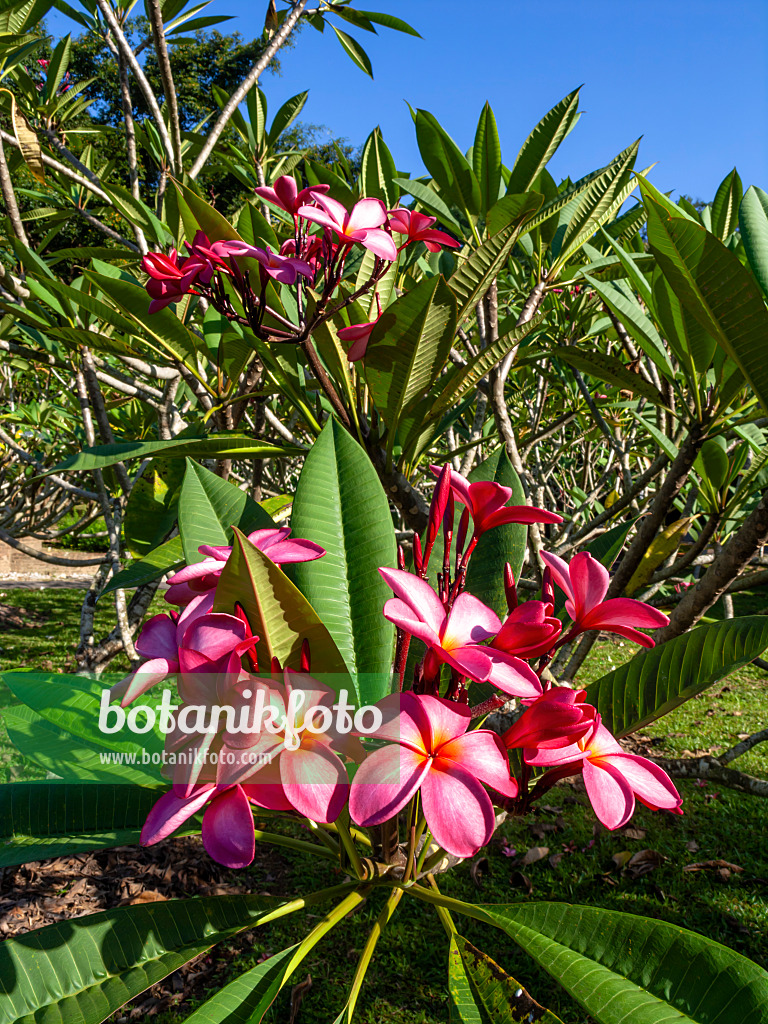 434378 - Frangipanier rouge (Plumeria rubra)