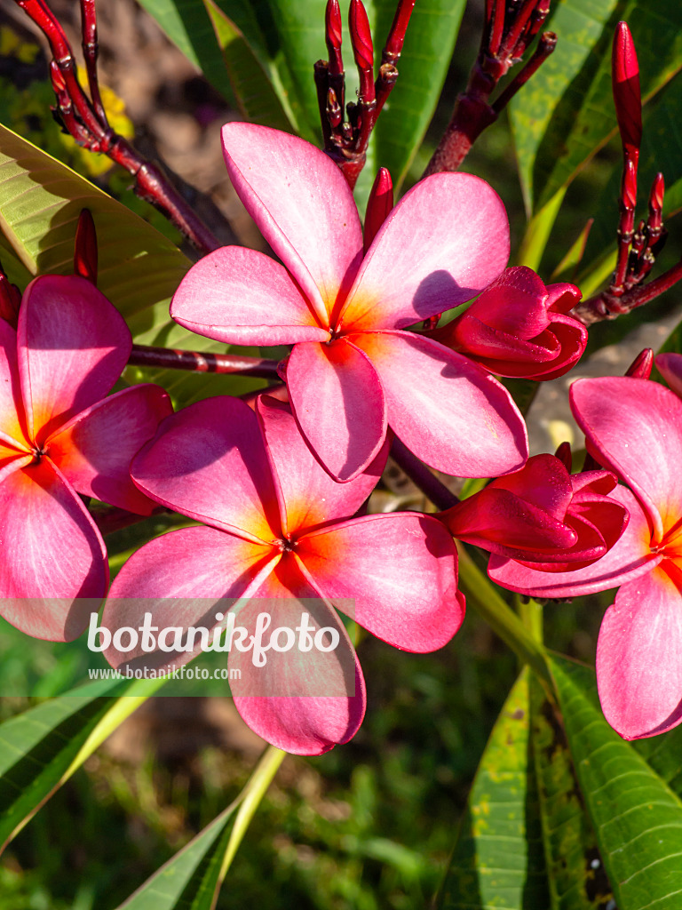 434379 - Frangipanier rouge (Plumeria rubra)