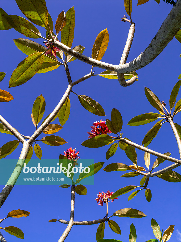 434380 - Frangipanier rouge (Plumeria rubra)