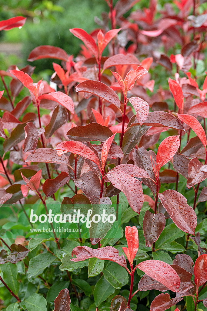 616274 - Fraser's photinia (Photinia x fraseri 'Camilvy')