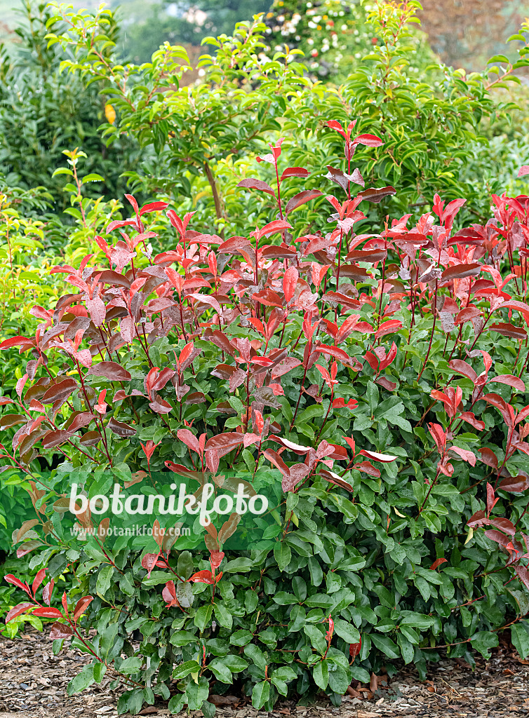 616277 - Fraser's photinia (Photinia x fraseri 'Camilvy')