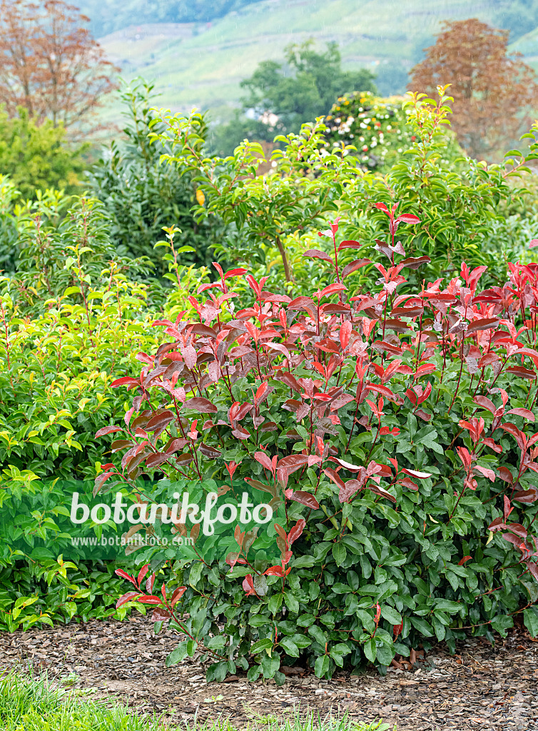 616278 - Fraser's photinia (Photinia x fraseri 'Camilvy')