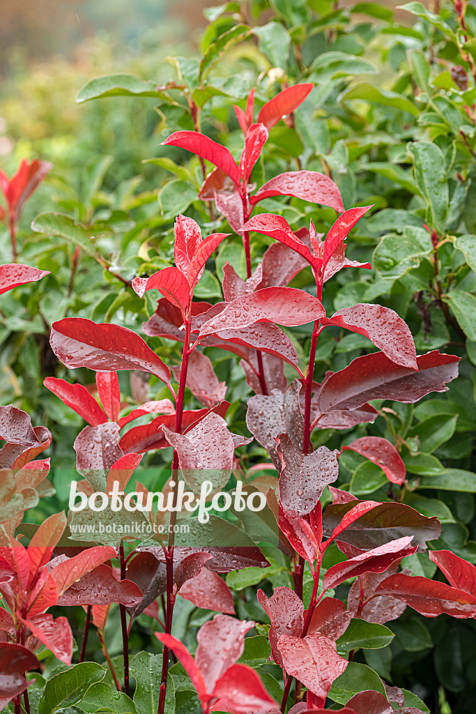 625300 - Fraser's photinia (Photinia x fraseri 'Red Select')