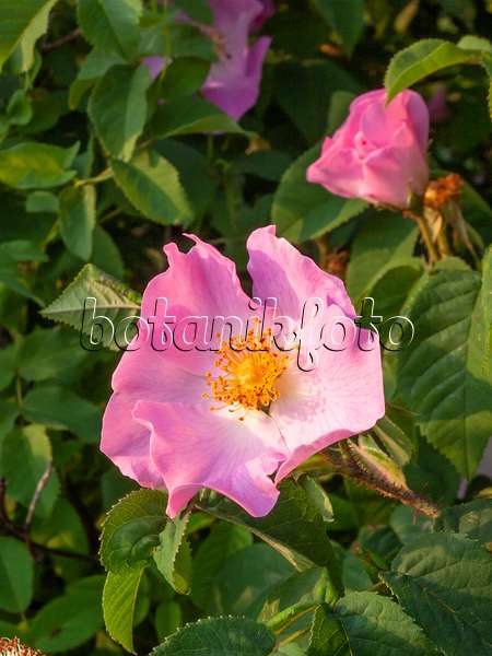 402036 - French rose (Rosa gallica)