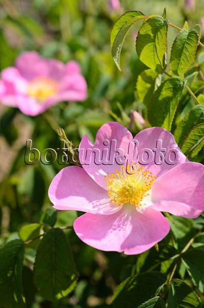 508538 - French rose (Rosa gallica)