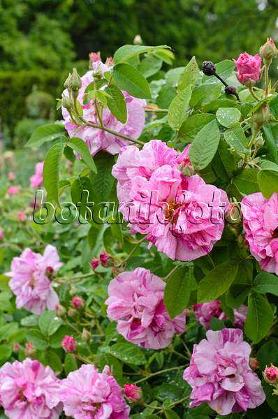 508565 - French rose (Rosa gallica 'Rosa Mundi')