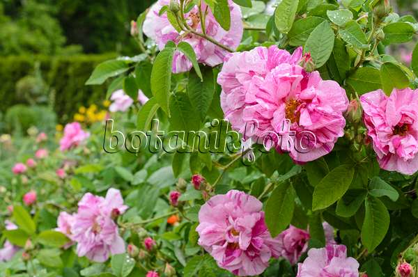 508566 - French rose (Rosa gallica 'Rosa Mundi')