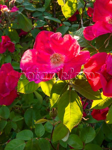 401290 - French rose (Rosa gallica 'Scharlachglut')