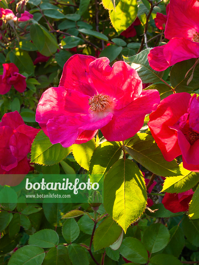 401290 - French rose (Rosa gallica 'Scharlachglut')