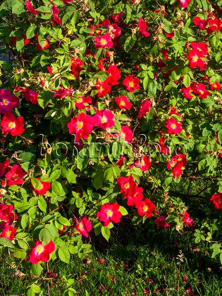 461033 - French rose (Rosa gallica 'Scharlachglut')
