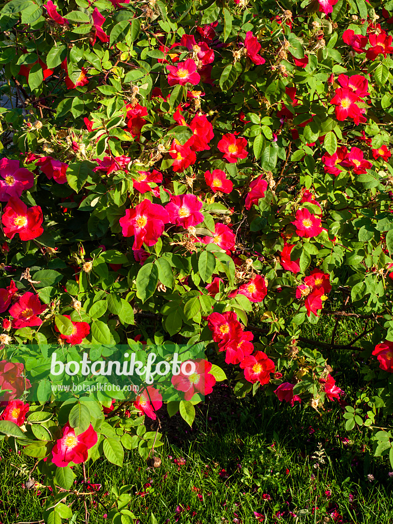 461033 - French rose (Rosa gallica 'Scharlachglut')