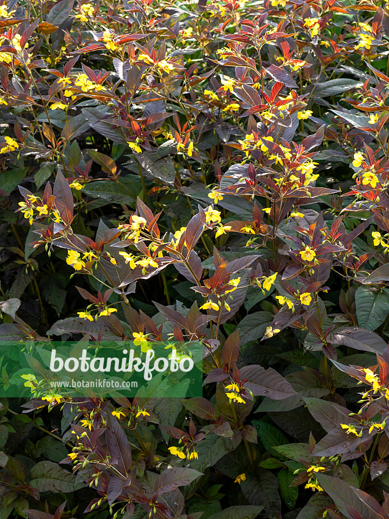 449039 - Fringed loosestrife (Lysimachia ciliata 'Firecracker')