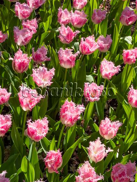 401022 - Fringed tulip (Tulipa Huis Ten Bosch)