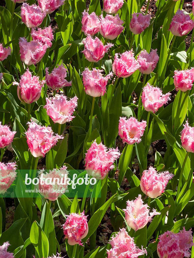 401022 - Fringed tulip (Tulipa Huis Ten Bosch)